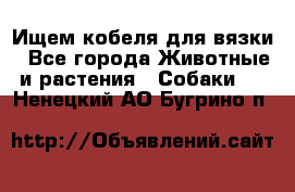 Ищем кобеля для вязки - Все города Животные и растения » Собаки   . Ненецкий АО,Бугрино п.